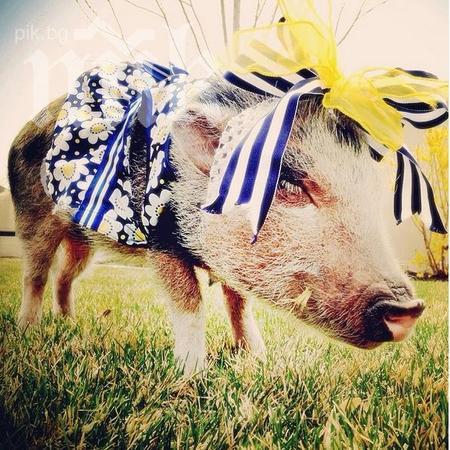 Запознайте се с най-известното прасе в интернет