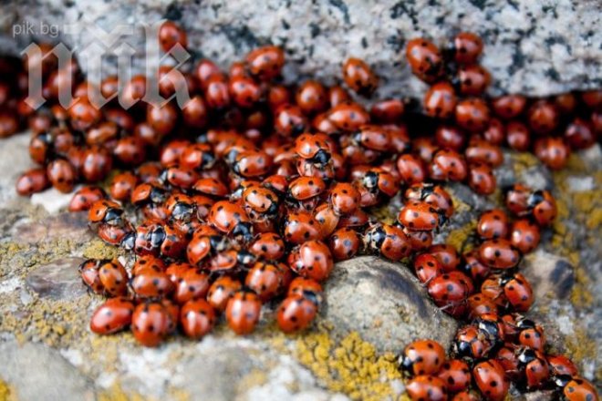 Китайски калинки нападнаха Раковишкия манастир, местните ги наричат шестокраки алигатори