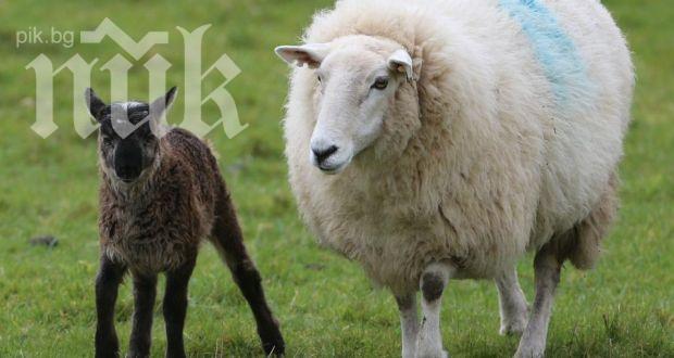 Бебе на овца и козел шашна ирландски фермер