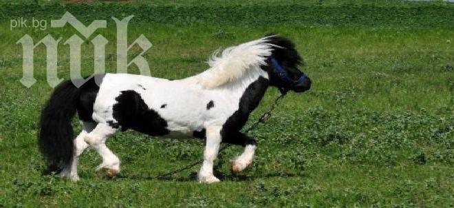 Пони се роди в столичния Зоопарк