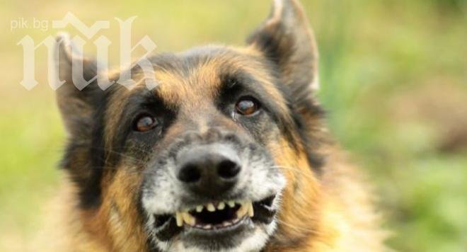 Бездомно куче нападна възрастна жена в Исперих, разкъса й крака