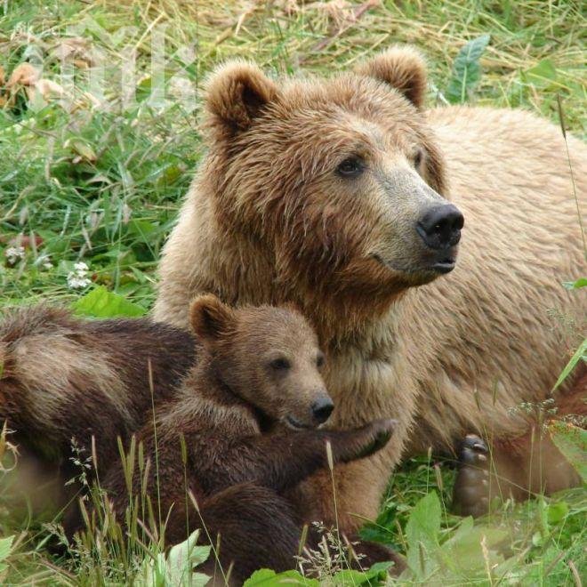 Убиха тримесечно мече в зоопарк в Швейцария
