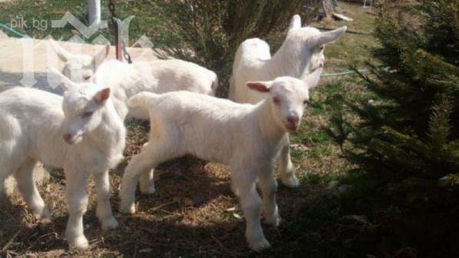 Хванаха 16-годишен да продава крадени ярета