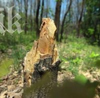 Изсичат незаконно вековните дървета в Долни Дъбник