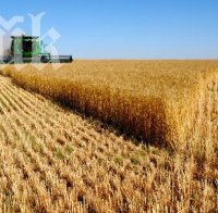 Цената на житото върви надолу