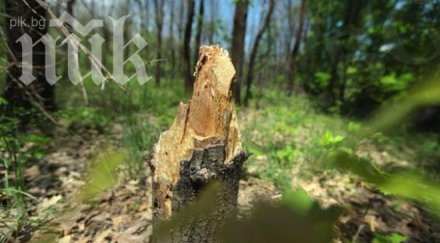 изсичат незаконно вековните дървета долни дъбник
