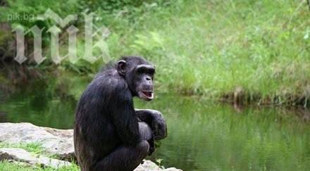 бягство филмите шимпанзета избягаха зоологическа градина стълба видео