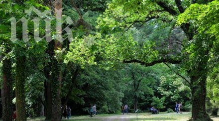 засадиха кипариса аязмото стара загора