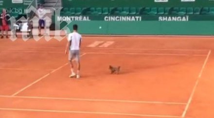 джокович тренира монако един домашните любимци видео