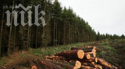 масова незаконна сеч стопанство широка поляна ръководството безсилно