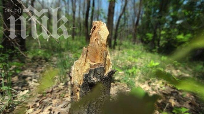 Изсичат незаконно вековните дървета в Долни Дъбник