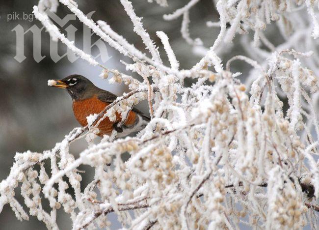 10 см сняг затрупа Батак и Доспат