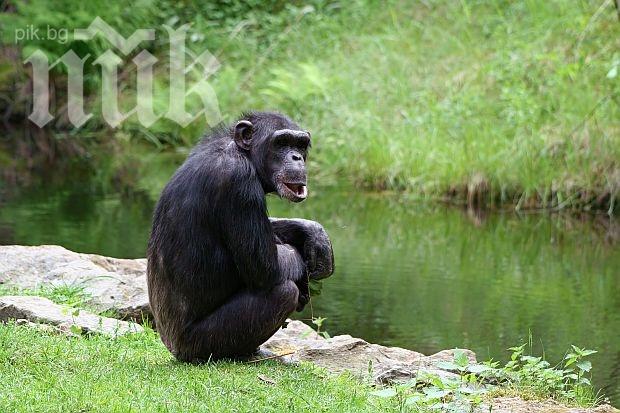 Бягство като по филмите - шимпанзета избягаха от зоологическа градина със стълба (видео)