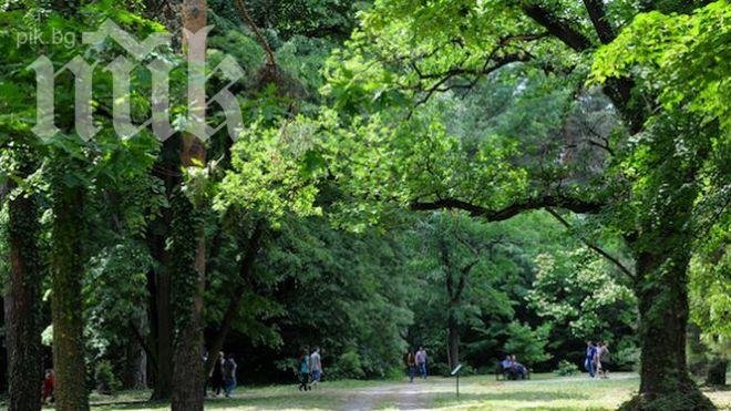 Засадиха 65 кипариса на Аязмото в Стара Загора