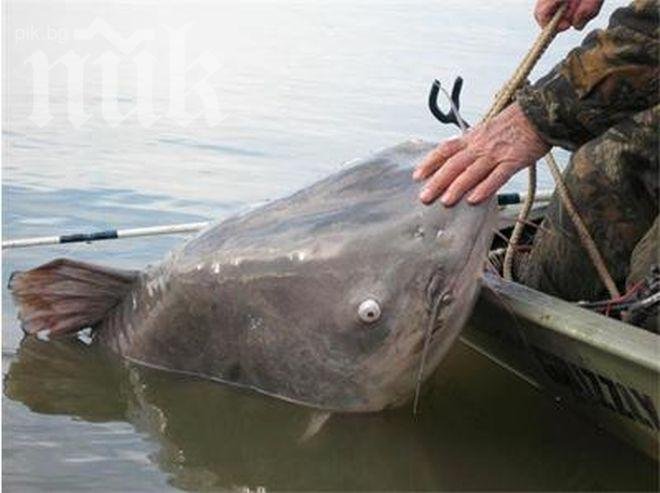 Чудовищно голям сом уловиха родни рибари в Гърция (снимки)