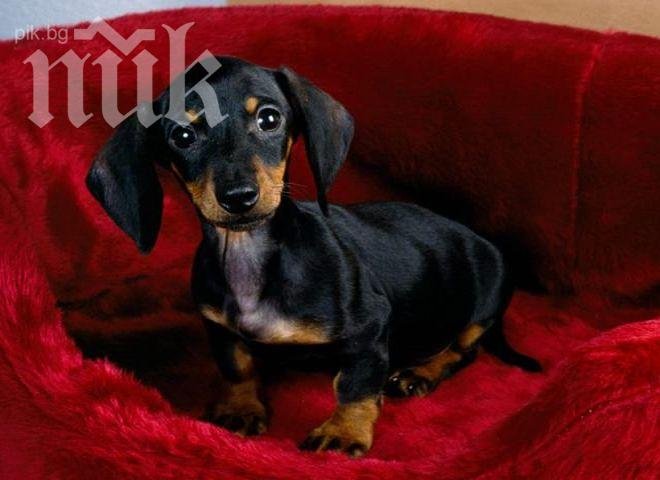 Британка се сдоби с клонирано куче