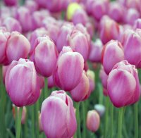 Ритуал с цвете срещу пролетна умора 
