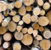Агенцията по горите обеща: Ограничаваме износа на дървесина, ще залесяваме