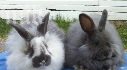 длъжница плаща ток зайци магадан