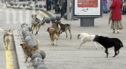 глутница кучета атакува онкоболна едното псе захапа крака