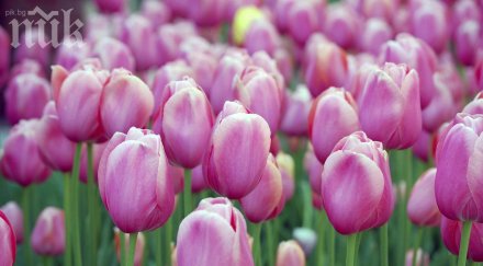 уникален цветен хороскоп вижте разкриват цветята вас