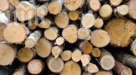 агенцията горите обеща ограничаваме износа дървесина залесяваме