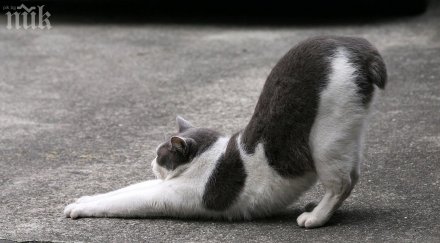 кон скача котка финалът невероятен видео