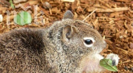 катерица причини щети $300 хил