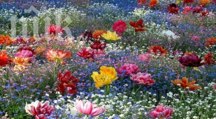 засадиха 6000 цветя центъра свищов