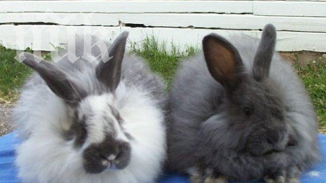 Длъжница плаща ток със зайци в Магадан