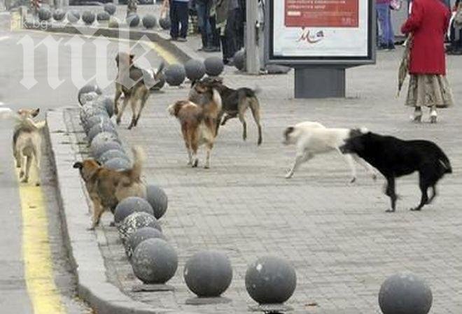 Глутница кучета атакува онкоболна, едното псе я захапа за крака