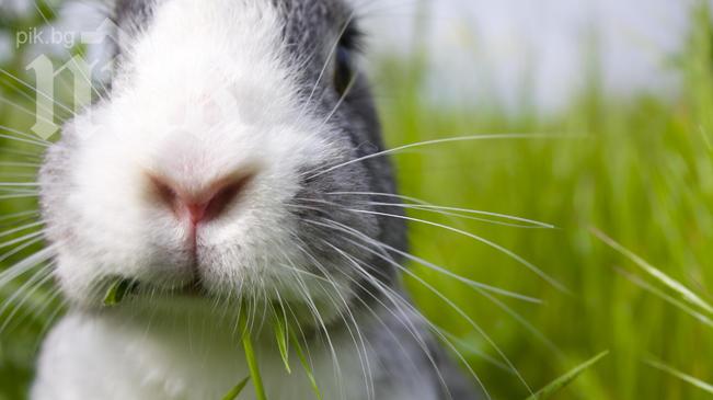 Зайци изплащат сметките за тока