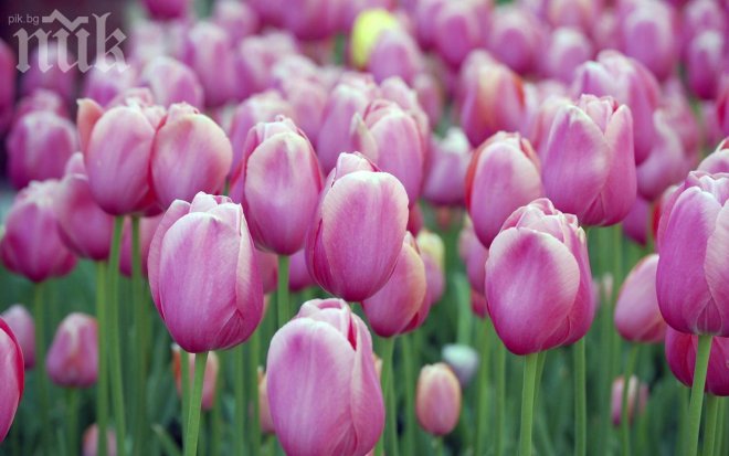 Уникален цветен хороскоп! Вижте какво разкриват цветята за вас