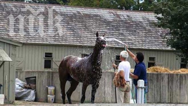 Избягал кон прегази мъж и му счупи крака