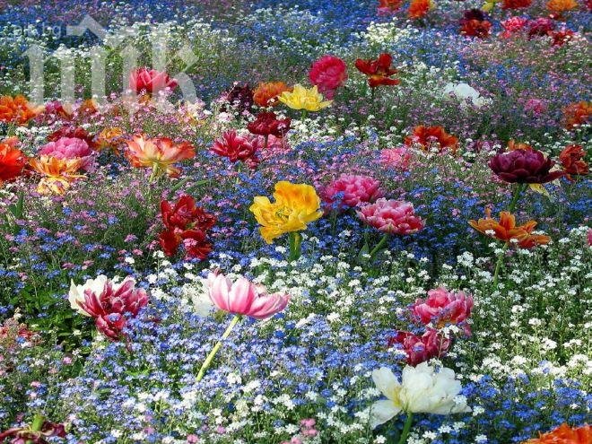 Засадиха 6000 цветя в центъра на Свищов