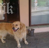 Жени откраднаха куче посред бял ден пред столичен хипермаркет (снимки от видеокамера)