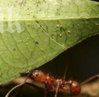 Наказание! Амазонски мравки ядоха три дни крадци, вързани за дърво