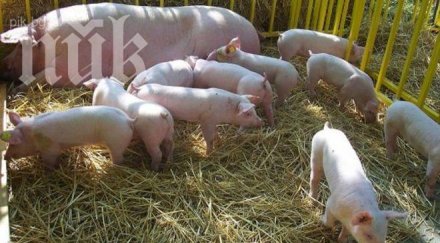 субсидират стопаните хуманно отглеждат свине птици