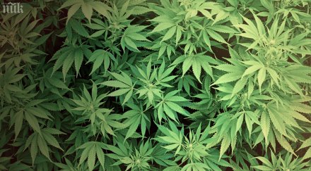 канабисът вреди малки количества