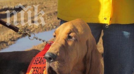 нечувано куче стана кмет град сащ