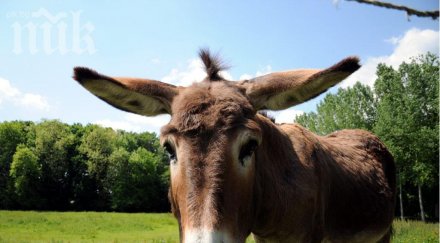 младеж потроши реброто пенсионер заради магаре