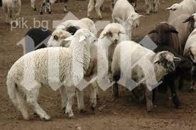 Продават агнета от затворнически общежития по Великден