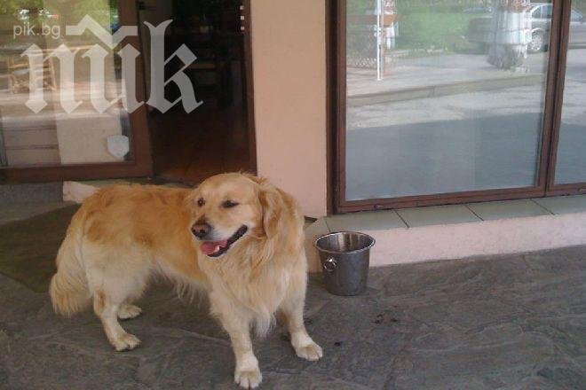 Жени откраднаха куче посред бял ден пред столичен хипермаркет (снимки от видеокамера)