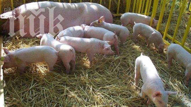 Субсидират стопаните, които хуманно отглеждат свине или птици