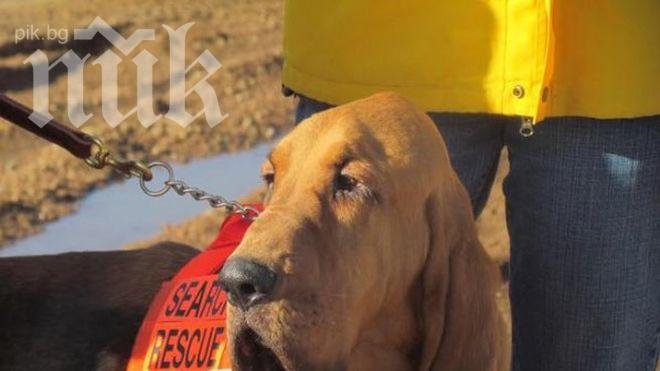 Нечувано! Куче стана кмет на град в САЩ