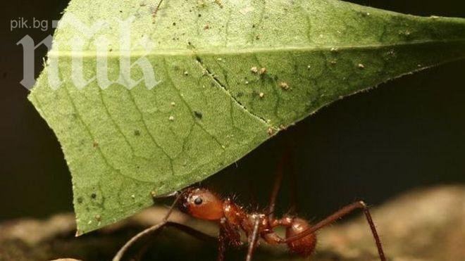 Наказание! Амазонски мравки ядоха три дни крадци, вързани за дърво