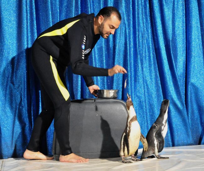 Откриха най-големия пингвин – живял е преди 34 млн. години