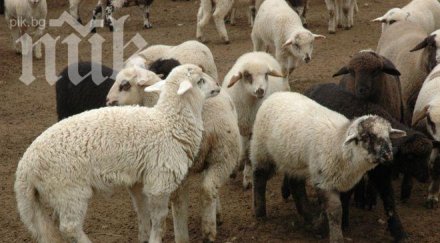 спипаха камион нелегални агнета райново