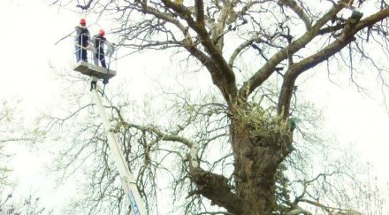 пожарникари обезопасиха 400 годишна топола