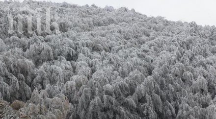 витоша заваля сняг